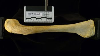 Media type: image;   Mammalogy 23182